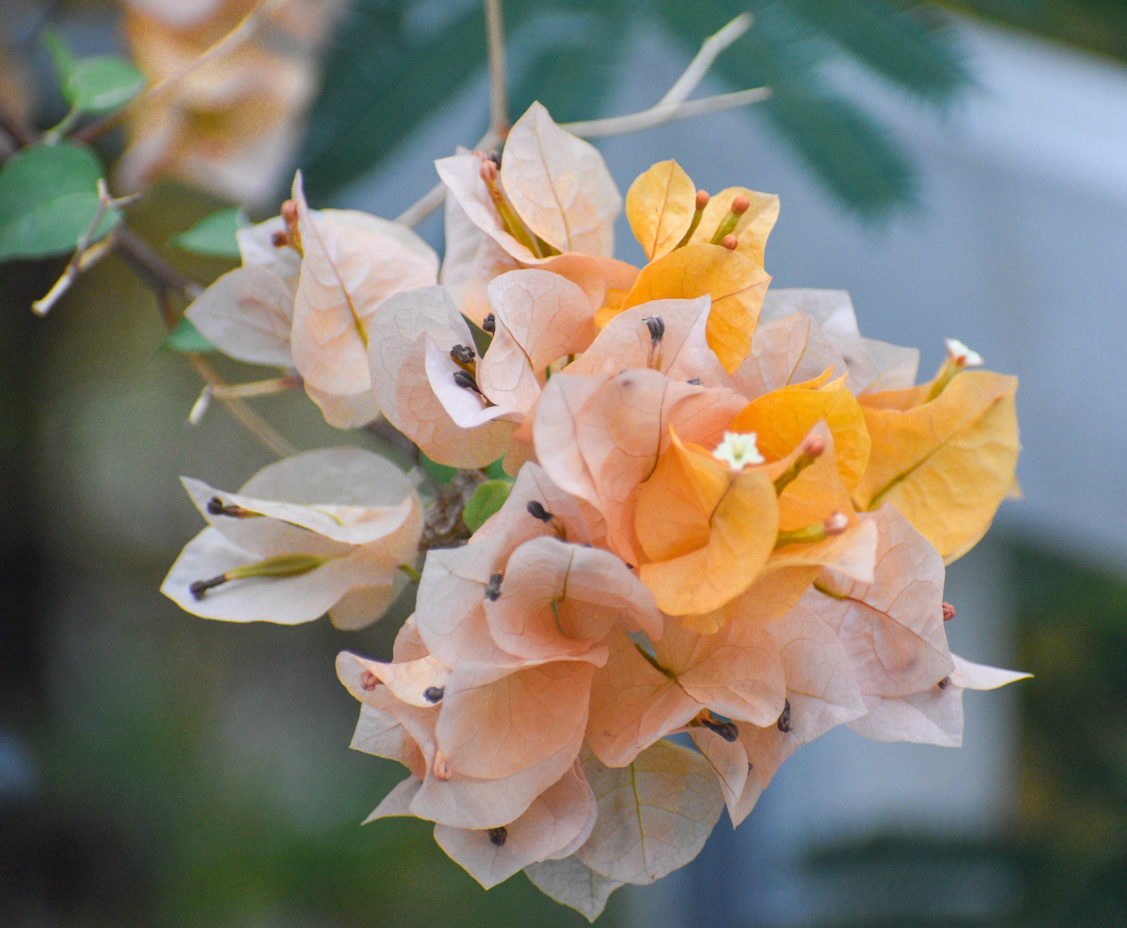 Flores de bugambilias