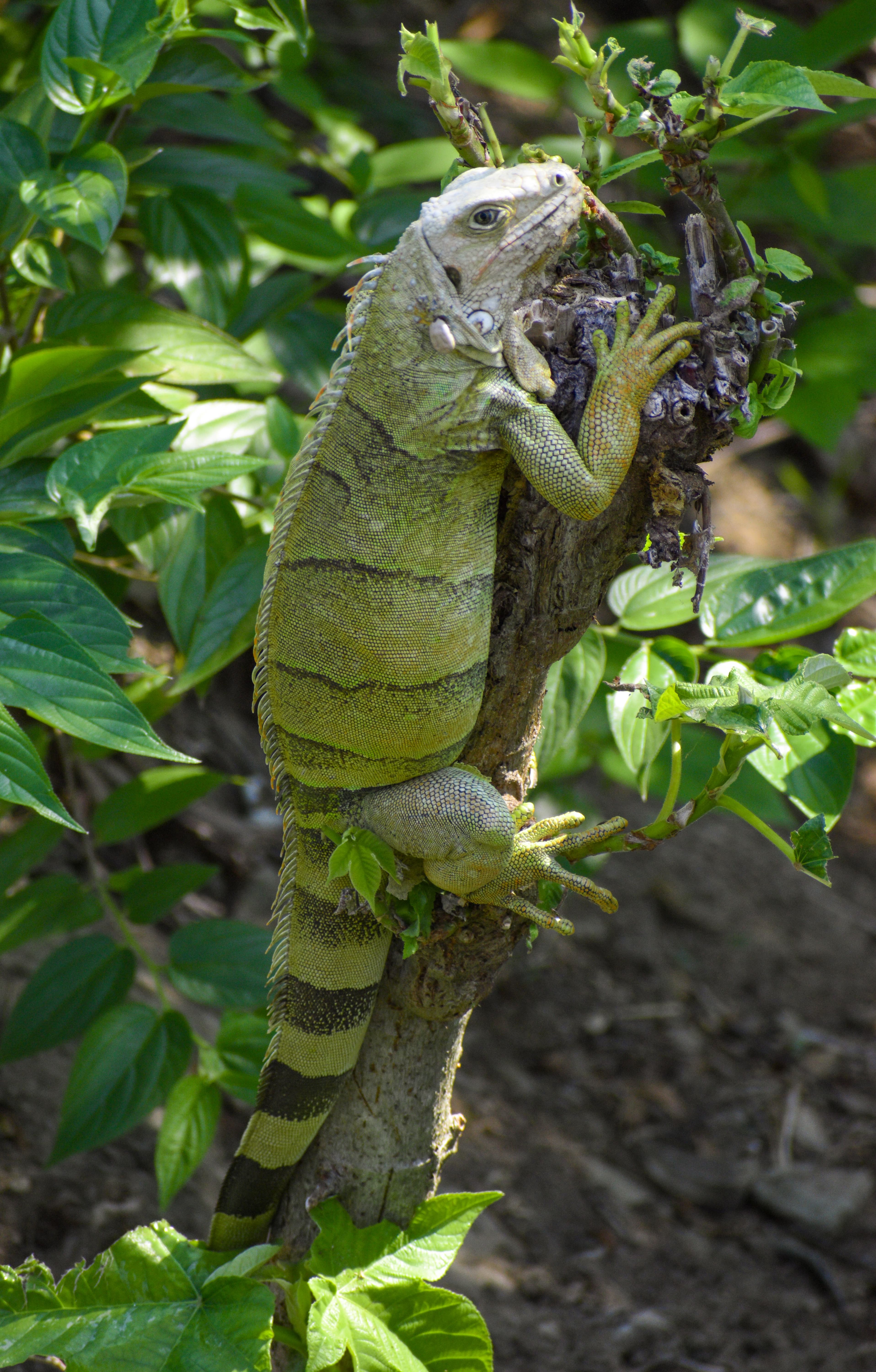 Iguana en su hábitat natural